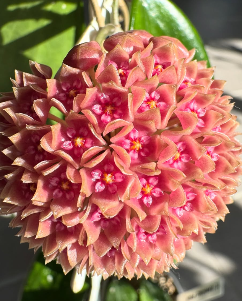 Hoya hanhiae 'Pink ' 10 Pieces Seeds