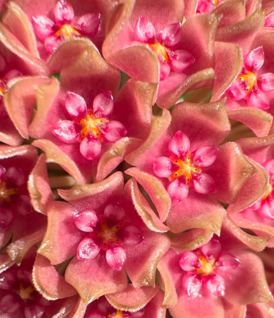 Hoya hanhiae 'Pink ' 10 Pieces Seeds