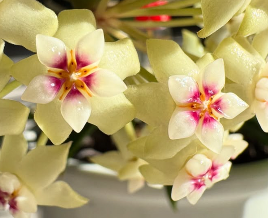 Hoya verticillata 10 Pieces Seeds