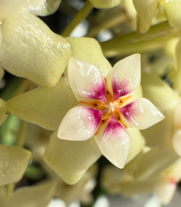 Hoya verticillata 10 Pieces Seeds