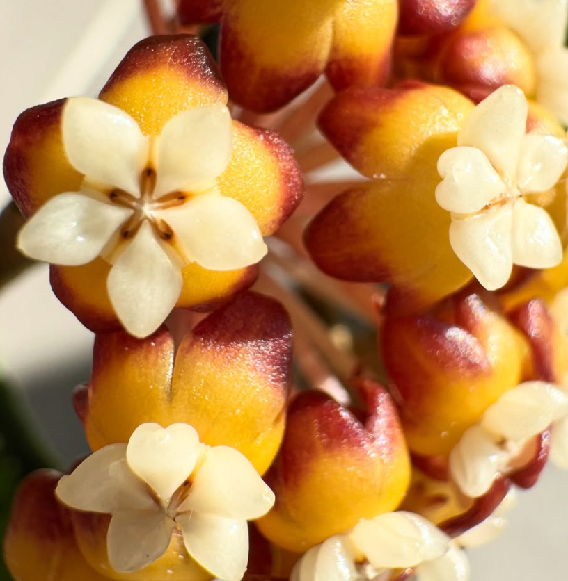 Hoya Callistophylla Vena 10 Pieces Seeds