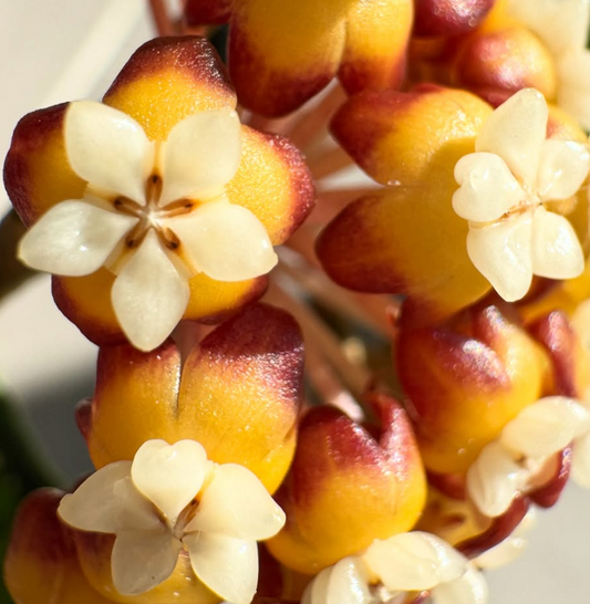 Hoya Callistophylla Vena 10 Pieces Seeds