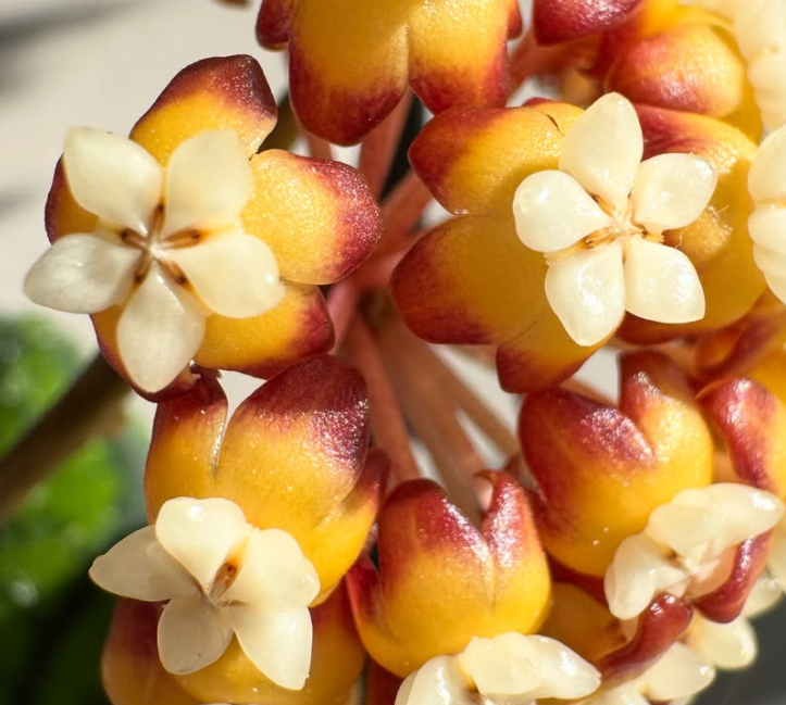 Hoya Callistophylla Vena 10 Pieces Seeds