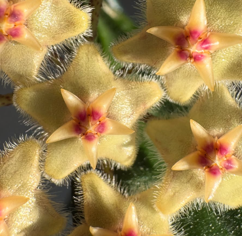 Hoya wrayi 10 Pieces Seeds