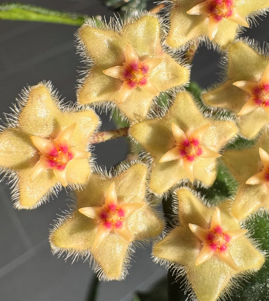 Hoya wrayi 10 Pieces Seeds