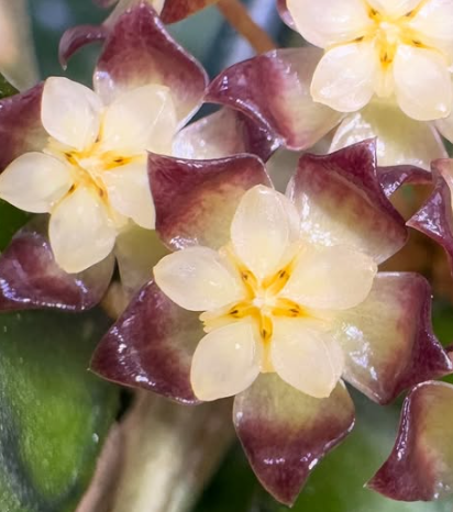 Hoya sp. Gunung Gading 10 Pieces Seeds