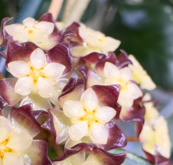 Hoya sp. Gunung Gading 10 Pieces Seeds