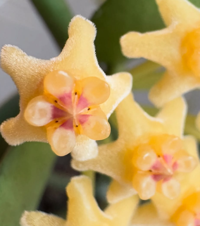 Hoya Pandurata Silver 10 Pieces Seeds