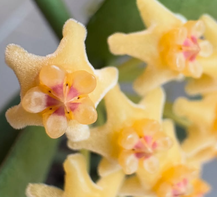 Hoya Pandurata Silver 10 Pieces Seeds