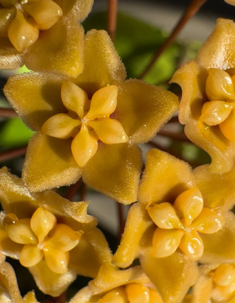 Hoya sp. (PNG SV-447) 10 Pieces Seeds