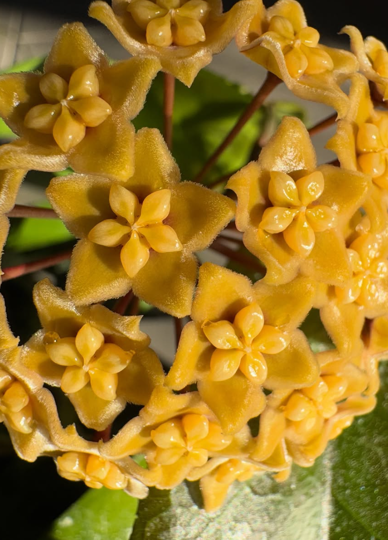 Hoya sp. (PNG SV-447) 10 Pieces Seeds
