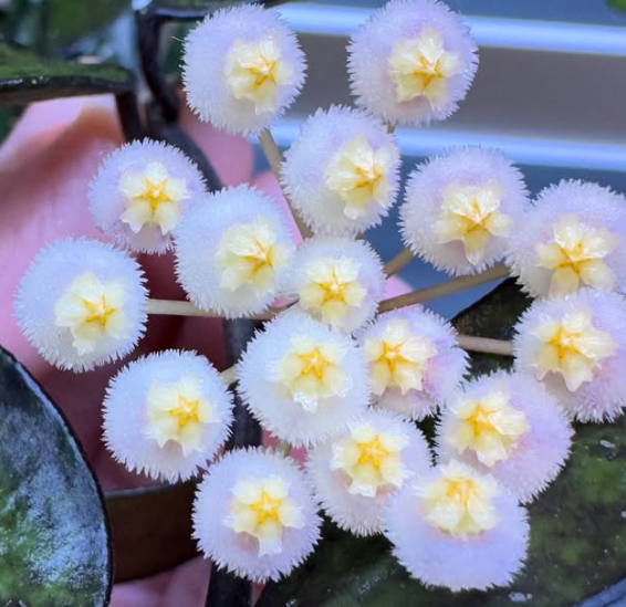 Hoya Lacunosa Black Leaves 10 Pieces Seeds