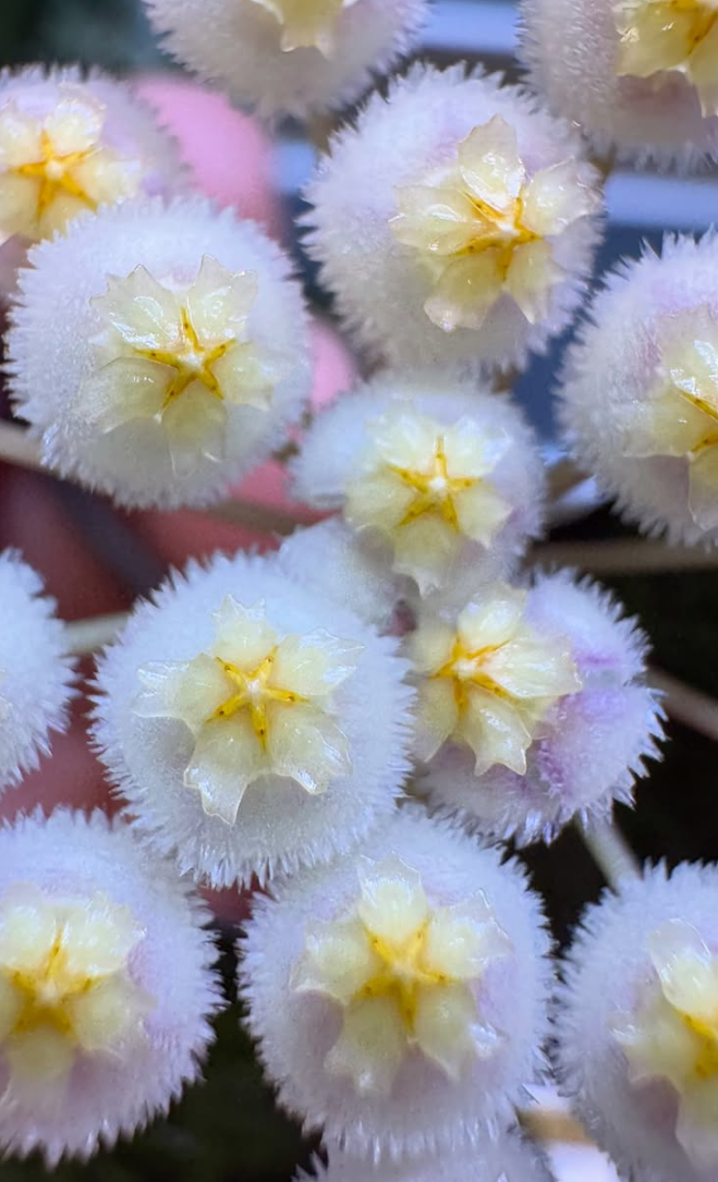Hoya Lacunosa Black Leaves 10 Pieces Seeds