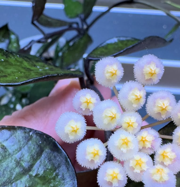 Hoya Lacunosa Black Leaves 10 Pieces Seeds