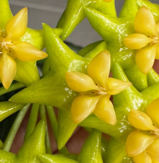 Hoya platycaulis 10 Pieces Seeds