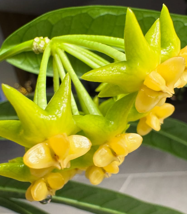 Hoya platycaulis 10 Pieces Seeds