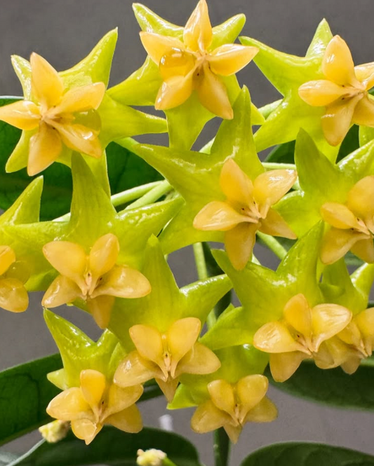 Hoya platycaulis 10 Pieces Seeds