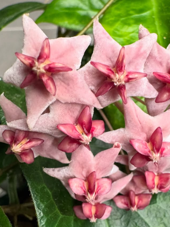 Hoya piestolepis 10 Pieces Seeds