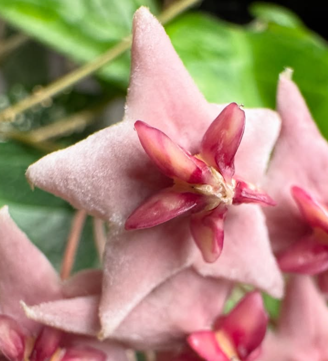 Hoya piestolepis 10 Pieces Seeds