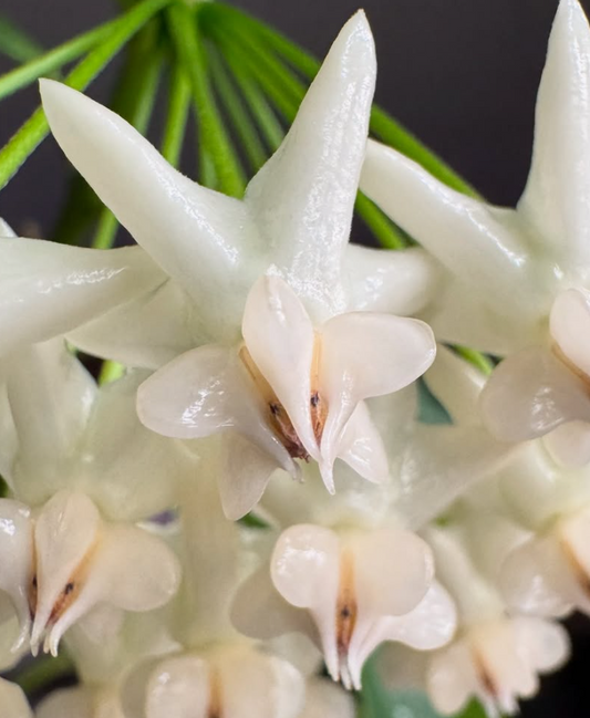 Hoya lockii 10 Pieces Seeds