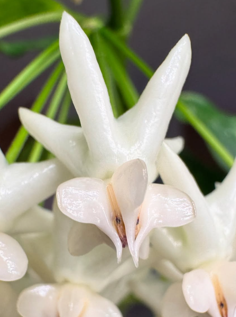 Hoya lockii 10 Pieces Seeds