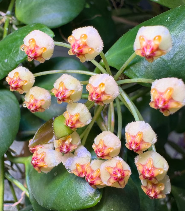 Hoya incurvula 10 Pieces Seeds