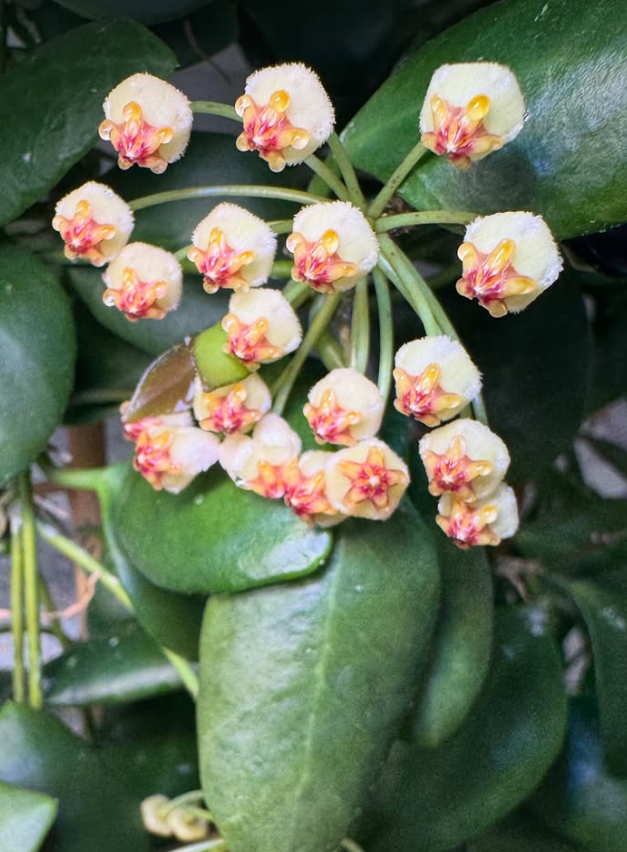 Hoya incurvula 10 Pieces Seeds
