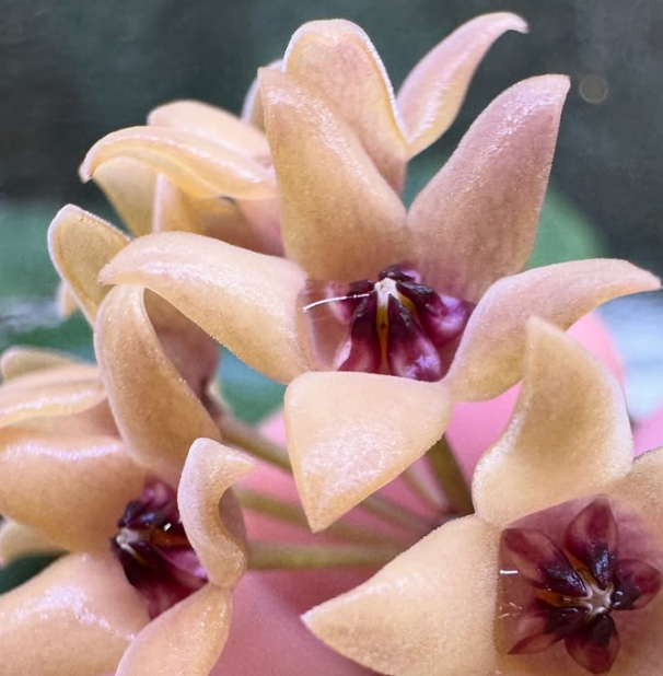 Hoya cutis-porcelana 10 Pieces Seeds