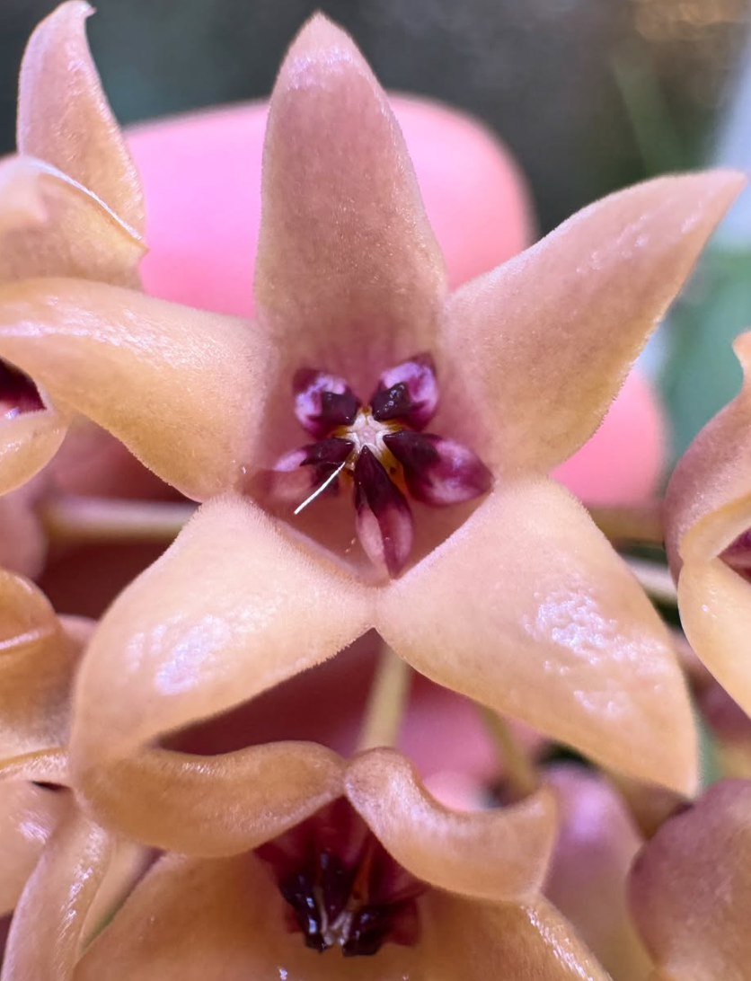 Hoya cutis-porcelana 10 Pieces Seeds