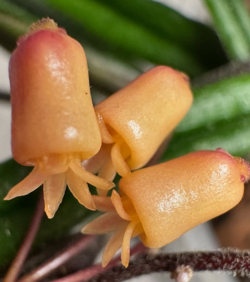 Hoya insularis 10 Pieces Seeds