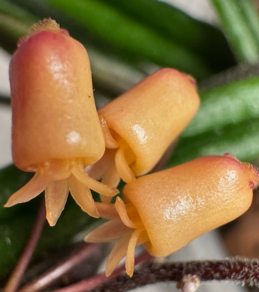 Hoya insularis 10 Pieces Seeds