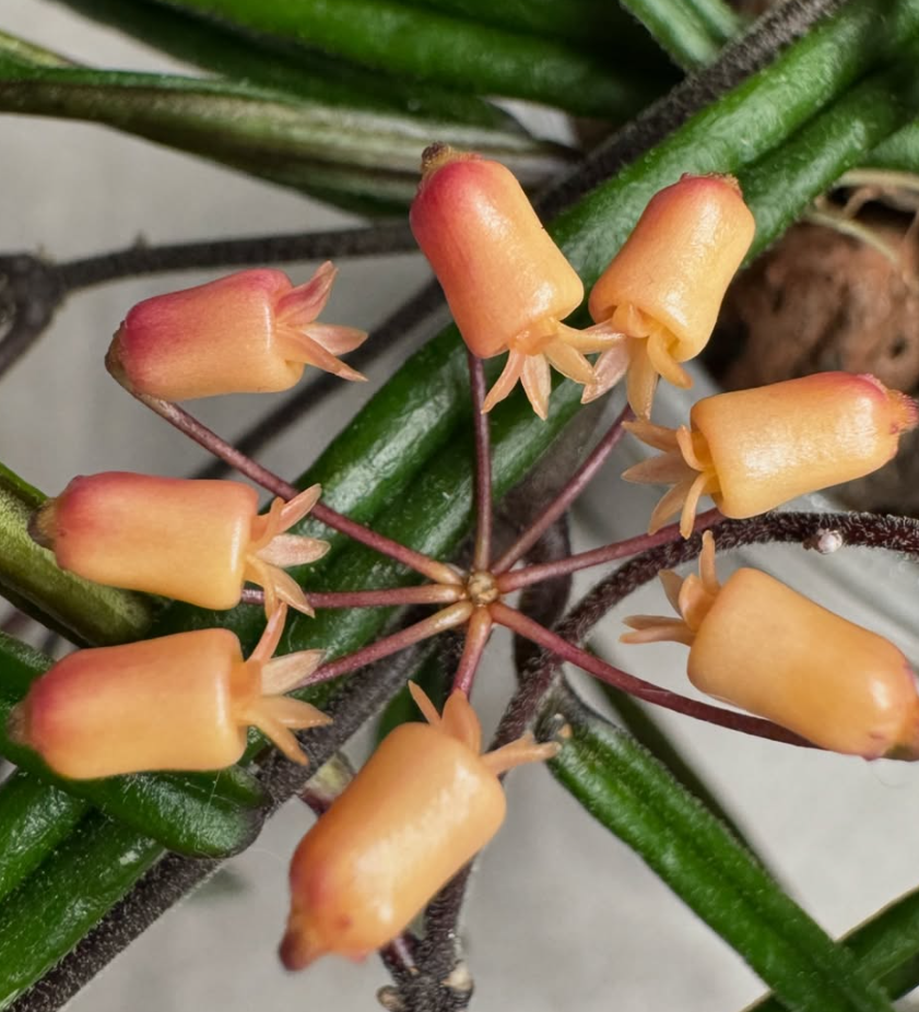 Hoya insularis 10 Pieces Seeds