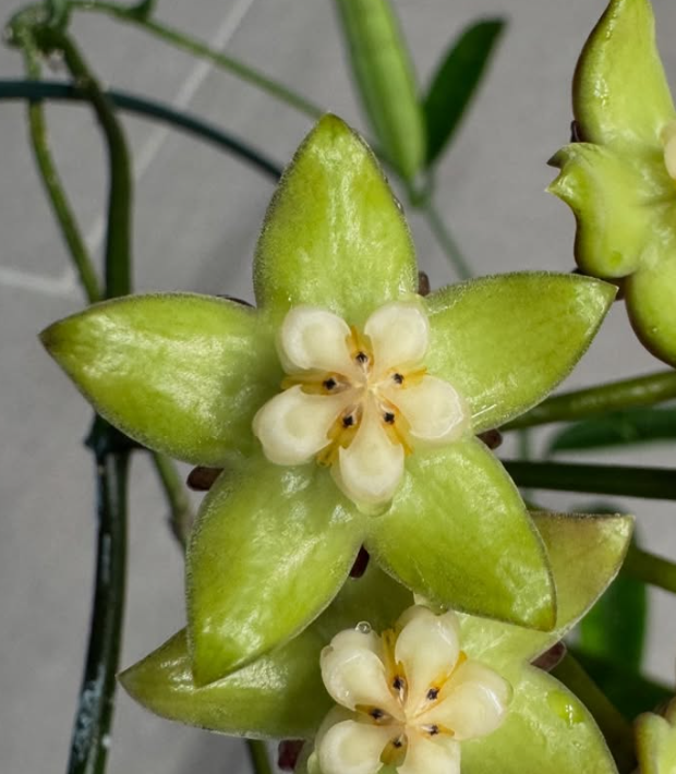 Hoya griffithii 10 Pieces Seeds