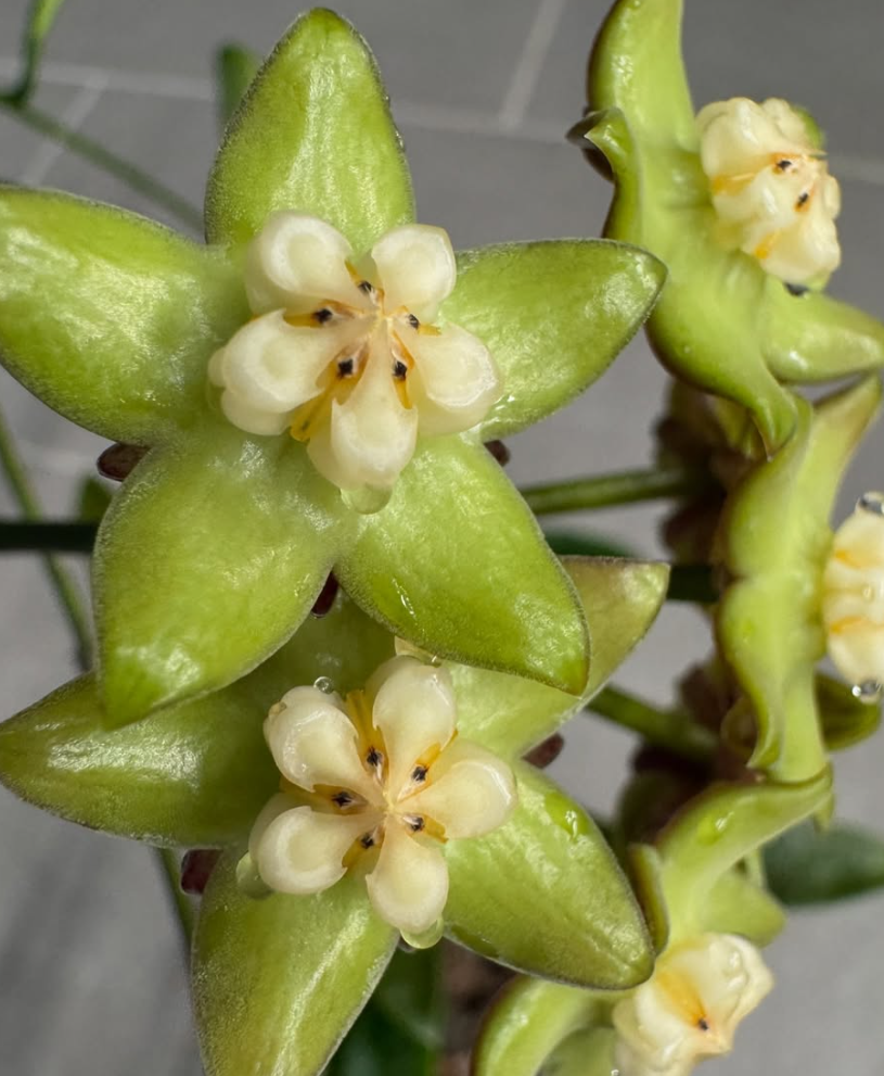 Hoya griffithii 10 Pieces Seeds