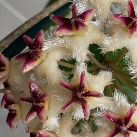 Hoya sp. UT-049 10 Pieces Seeds