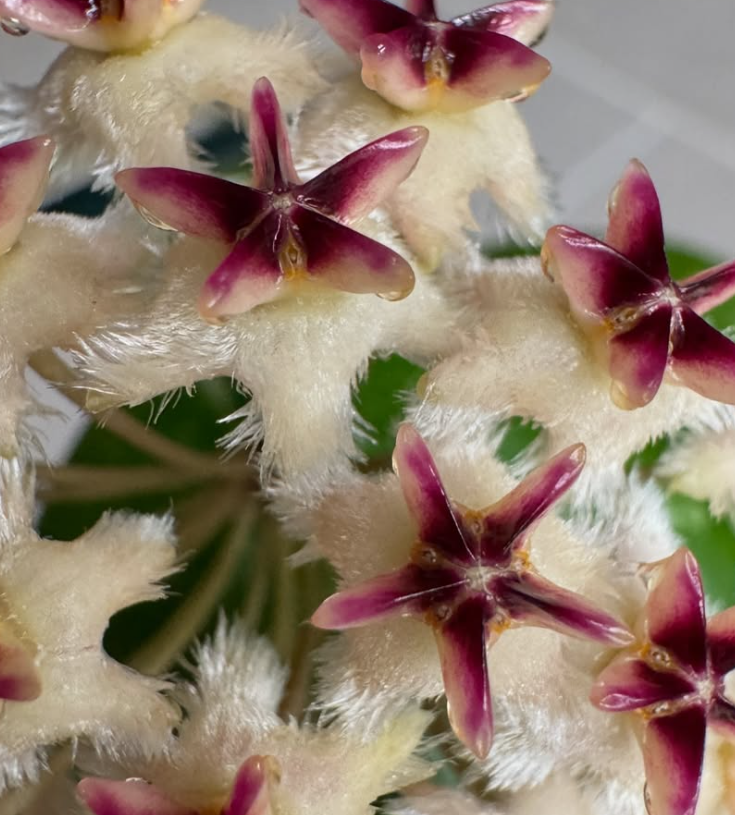 Hoya sp. UT-049 10 Pieces Seeds