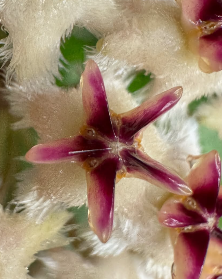 Hoya sp. UT-049 10 Pieces Seeds