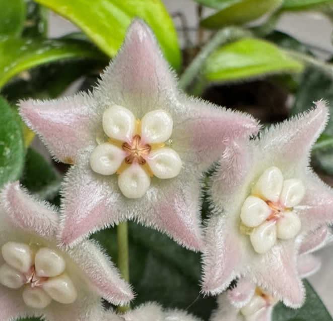 Hoya lyi 10 Pieces Seeds