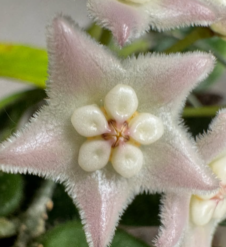 Hoya lyi 10 Pieces Seeds