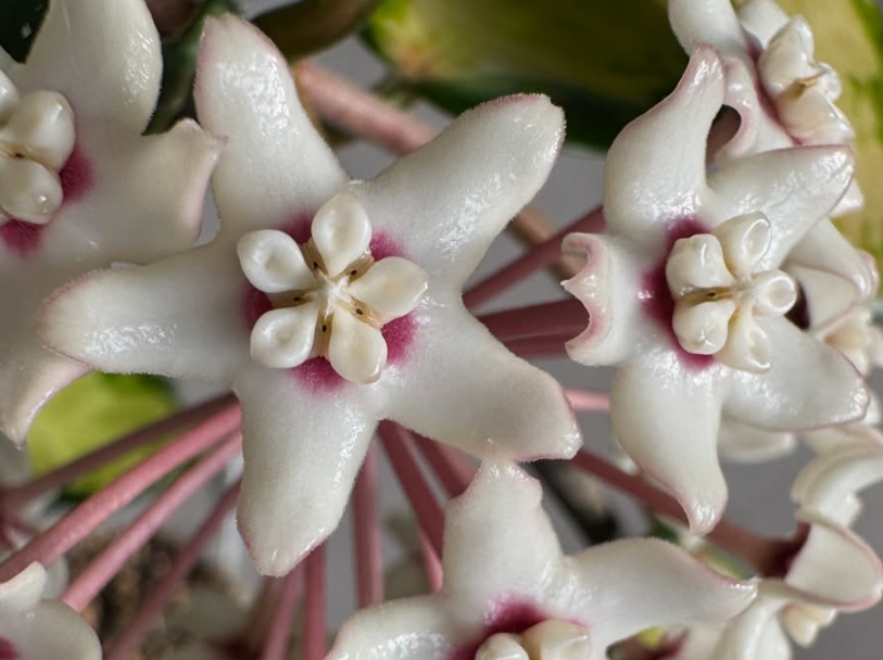 Hoya Australis Lisa 10 Pieces Seeds
