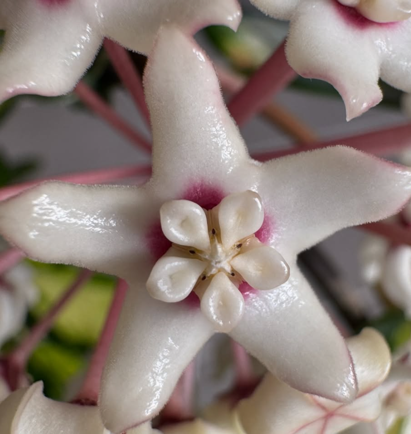Hoya Australis Lisa 10 Pieces Seeds