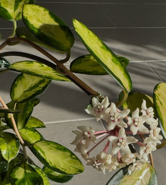 Hoya Australis Lisa 10 Pieces Seeds