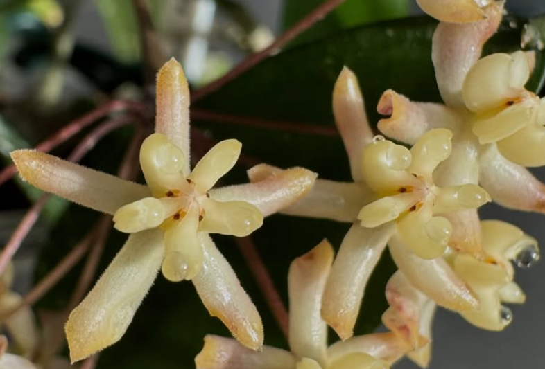 Hoya padangensis 10 Pieces Seeds