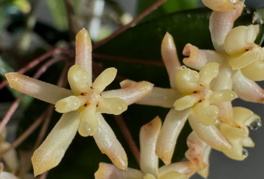 Hoya padangensis 10 Pieces Seeds