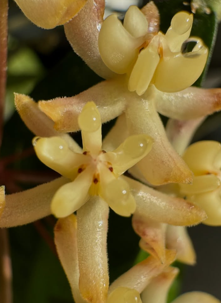 Hoya padangensis 10 Pieces Seeds