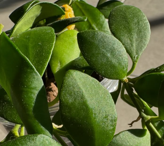 Hoya sp. Yellow Sapphire 10 Pieces Seeds