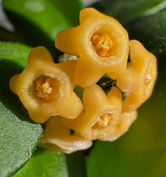 Hoya sp. Yellow Sapphire 10 Pieces Seeds