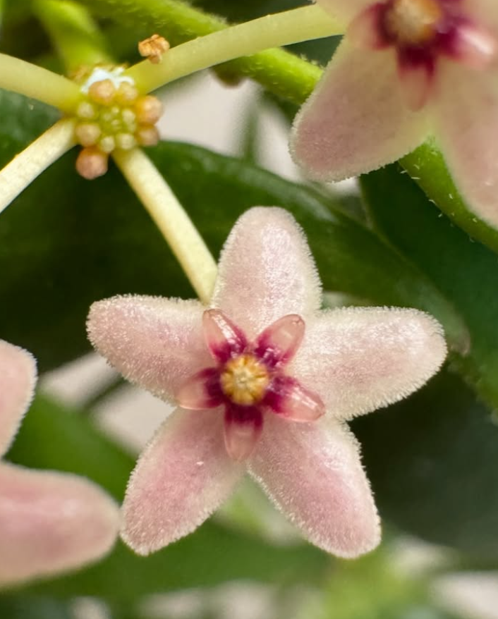 Hoya Microstemma 10 Pieces Seeds