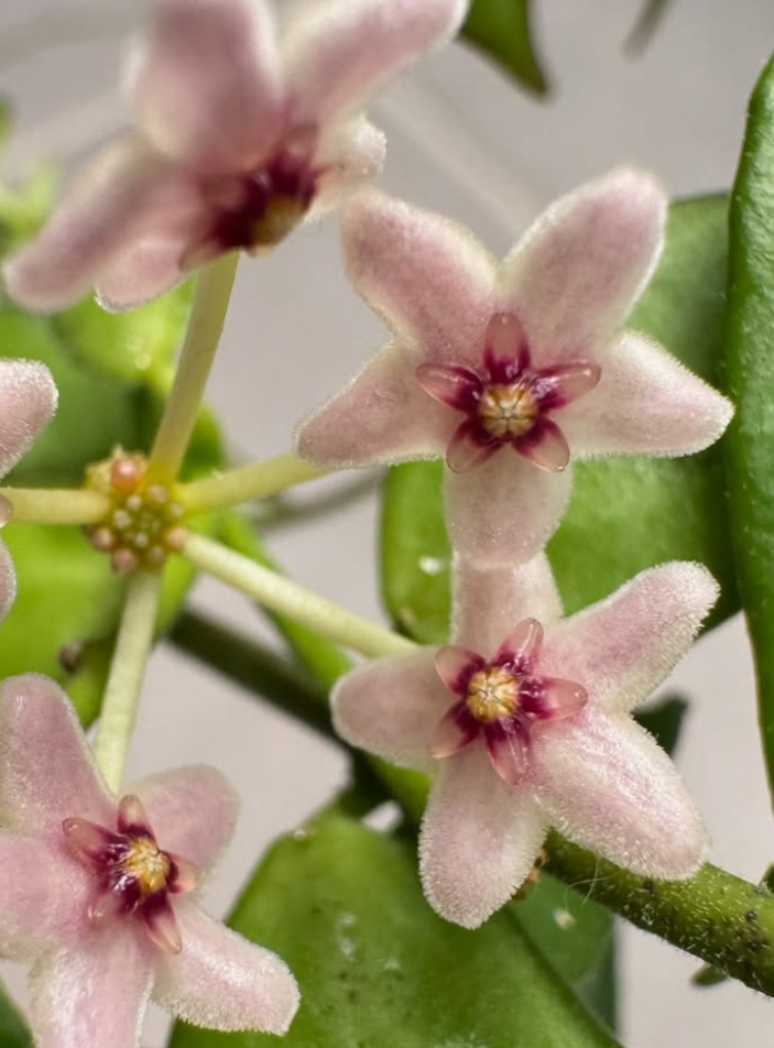 Hoya Microstemma 10 Pieces Seeds