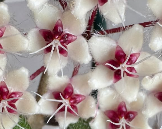 Hoya Flagellata Yala 10 Pieces Seeds